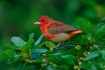 One;Piranga-rubra;Summer-Tanager;Tanager;avifauna;bird;birds;color-image;color-p